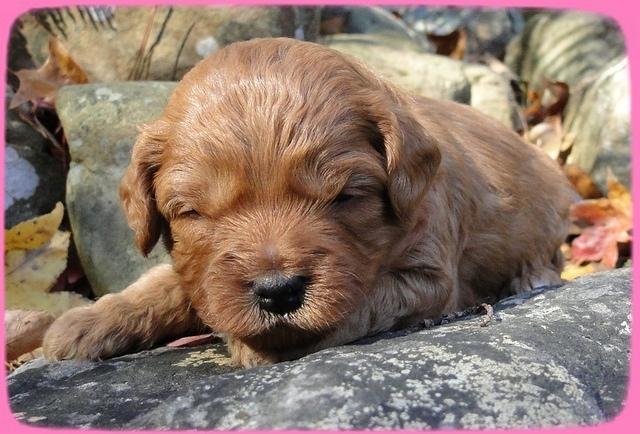 TB pups 3 wks old 11