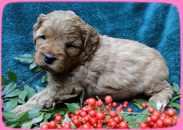 TB pups 4 wks old 22