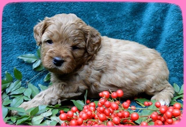 TB pups 4 wks old 23