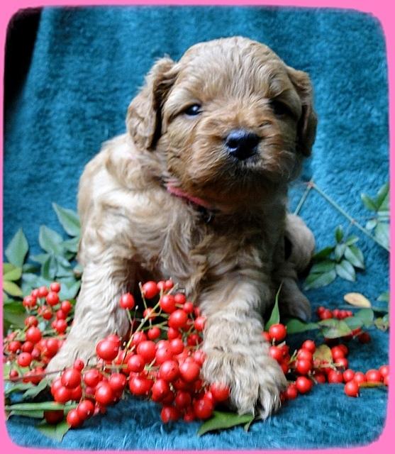 TB pups 4 wks old 24