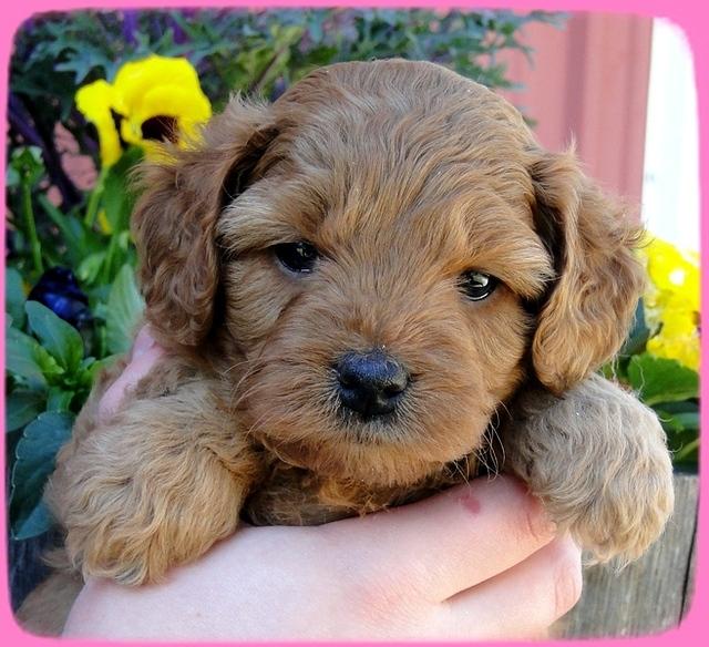 TB pups 5 wks old 19