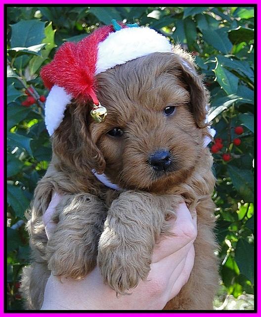 TB pups 6 wks old 27