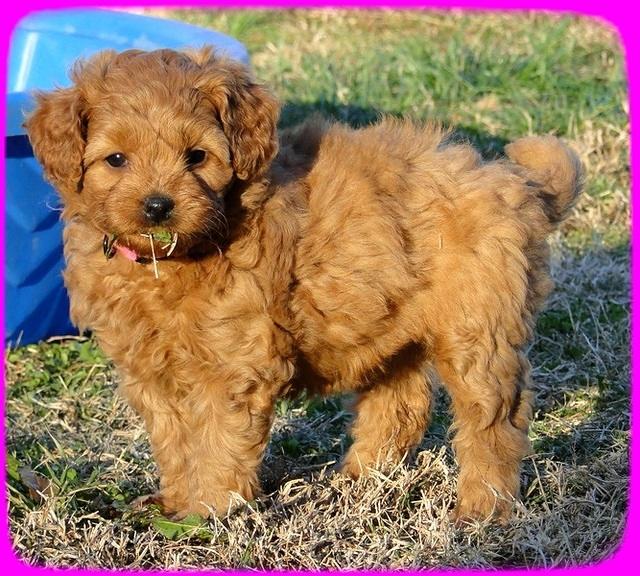 TB pups 6.5 wks old 15