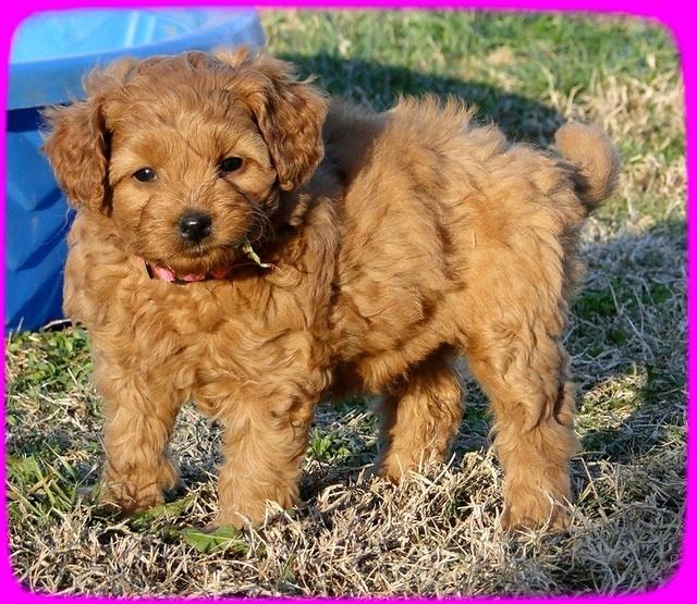 TB pups 6.5 wks old 16