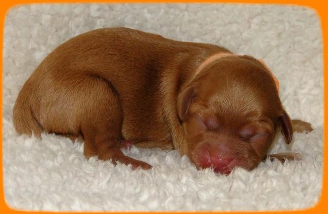 TB pups 1 day old 25