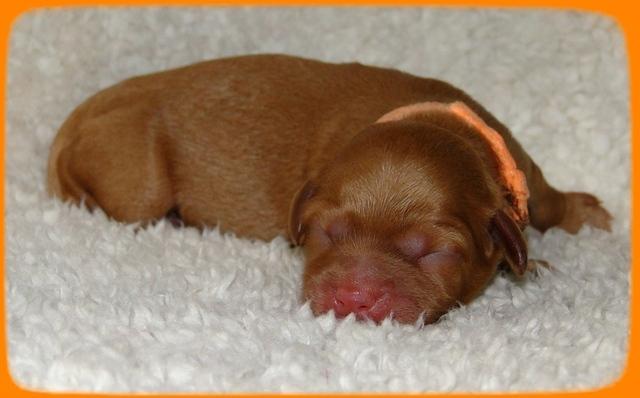 TB pups 1 day old 26