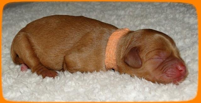 TB pups 1 day old 27