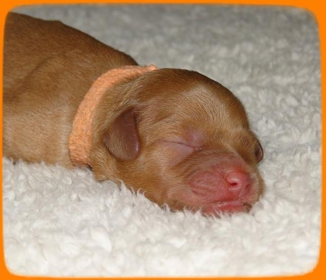 TB pups 1 day old 28