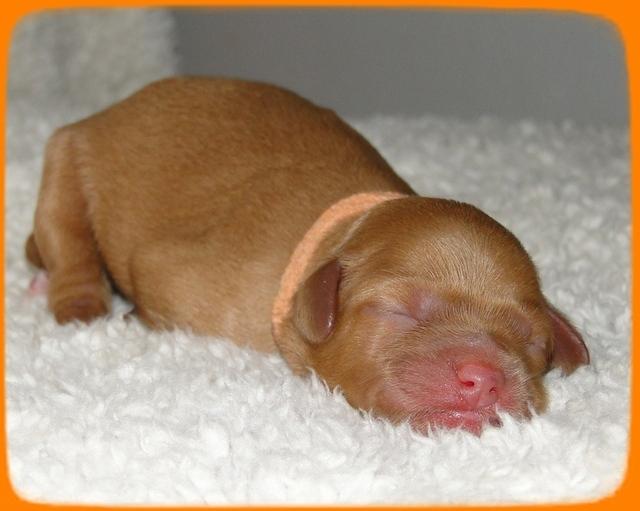 TB pups 1 day old 29