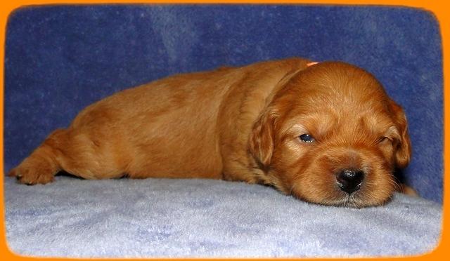 TB pups 2 wks old 26