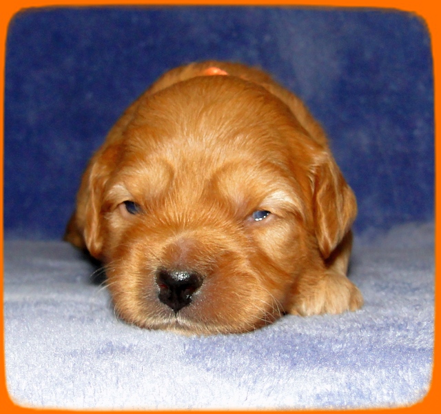 TB pups 2 wks old 27