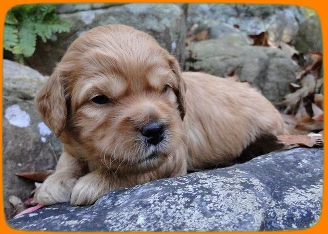 TB pups 3 wks old 25