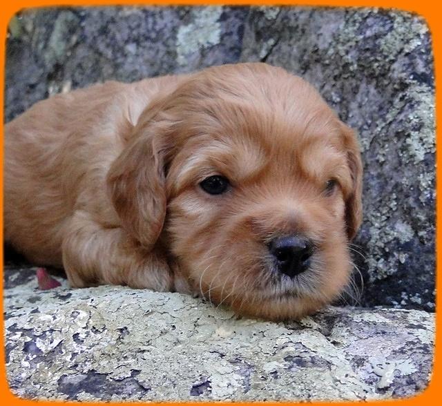 TB pups 3 wks old 26