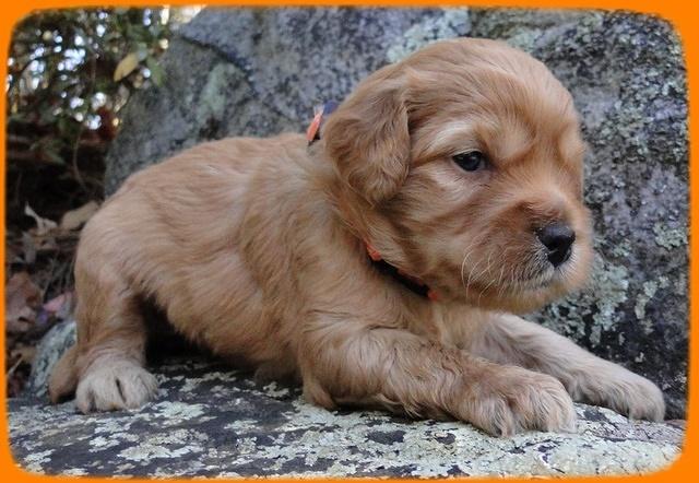 TB pups 3 wks old 27