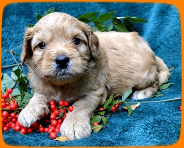 TB pups 4 wks old 37