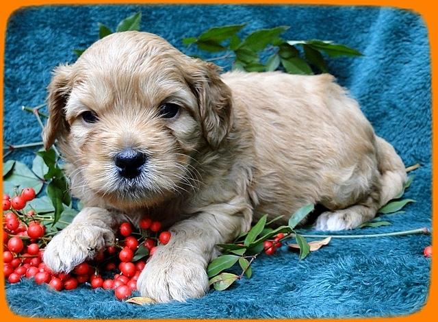 TB pups 4 wks old 38