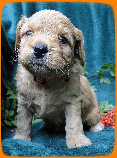 TB pups 4 wks old 39