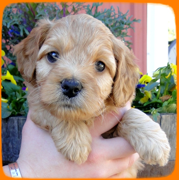 TB pups 5 wks old 24