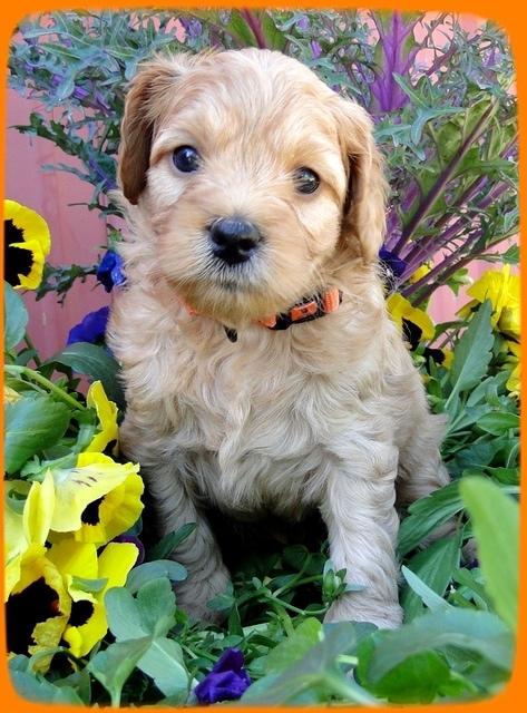 TB pups 5 wks old 27