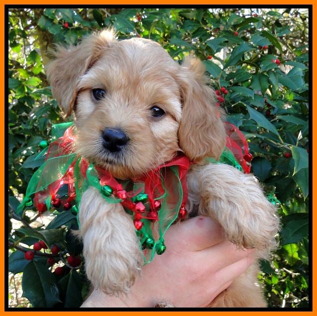 TB pups 6 wks old 32