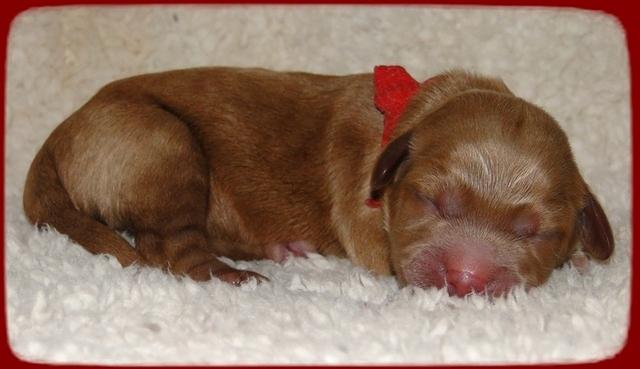 TB pups 1 day old 4