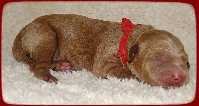 TB pups 1 day old 5