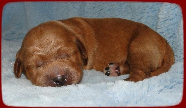 TB pups 1 wk old 22