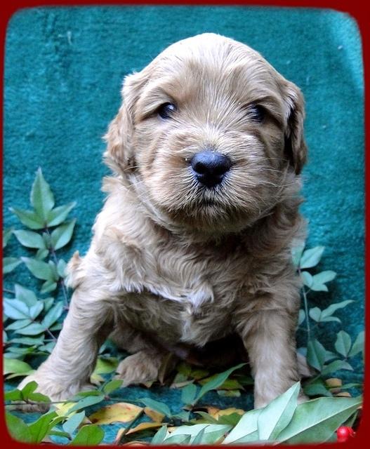 TB pups 4 wks old 2