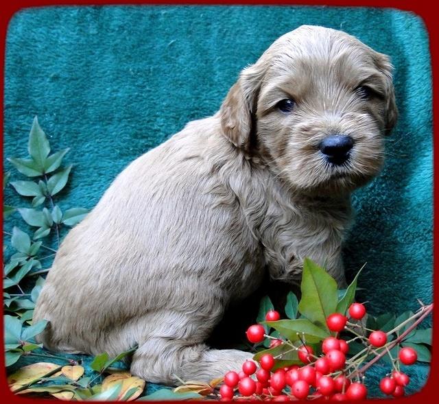 TB pups 4 wks old 3