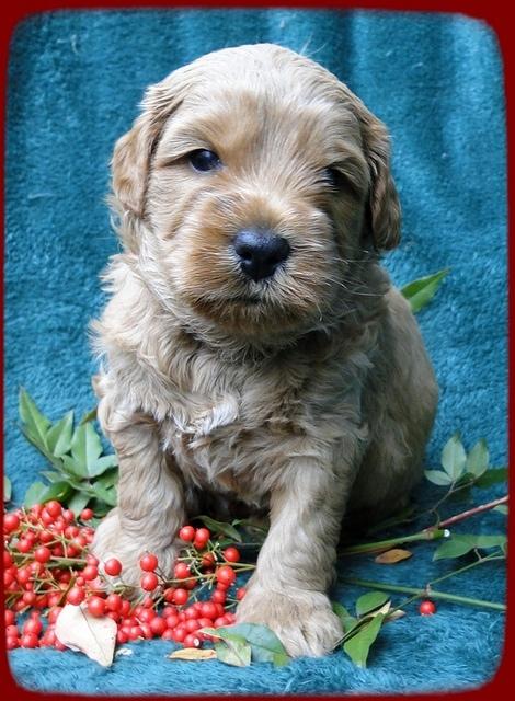 TB pups 4 wks old 49