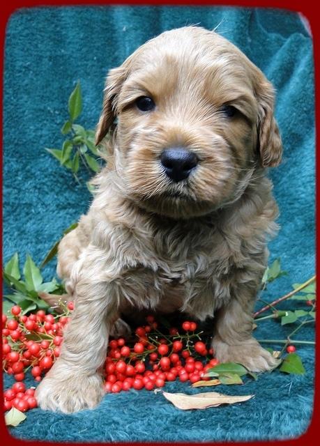 TB pups 4 wks old 50
