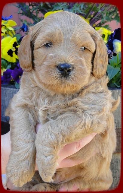 TB pups 5 wks old 3