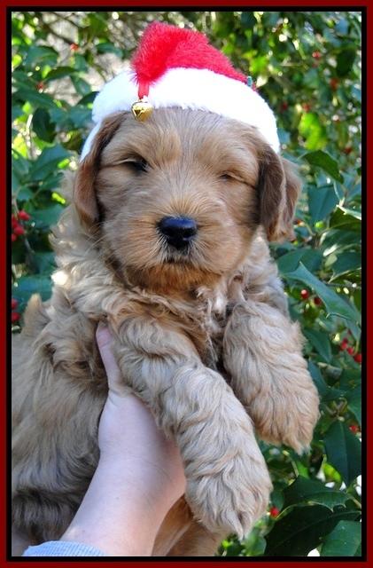 TB pups 6 wks old 17
