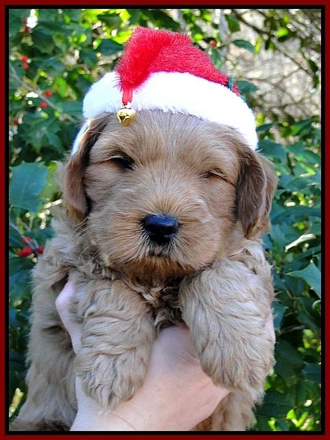 TB pups 6 wks old 18