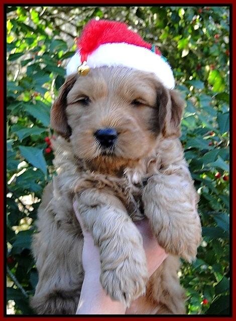 TB pups 6 wks old 19