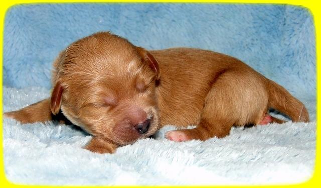TB pups 1 wk old 31