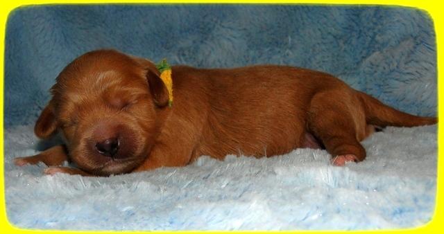 TB pups 1 wk old 32