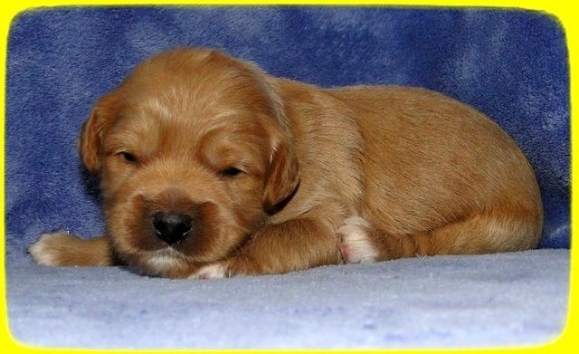 TB pups 2 wks old 20