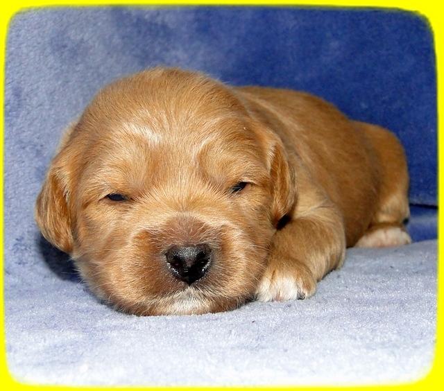 TB pups 2 wks old 21