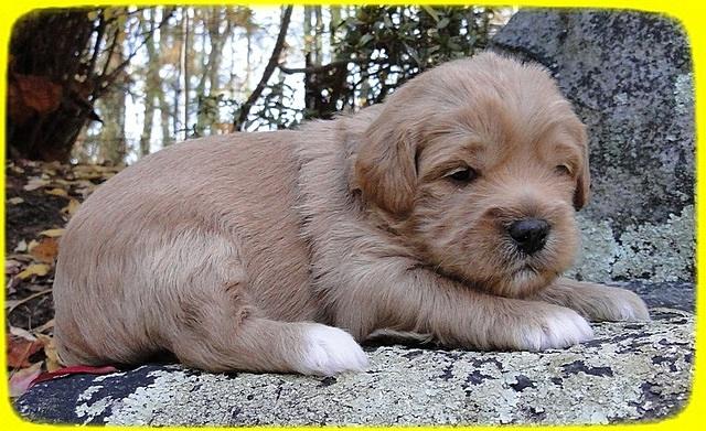 TB pups 3 wks old 20