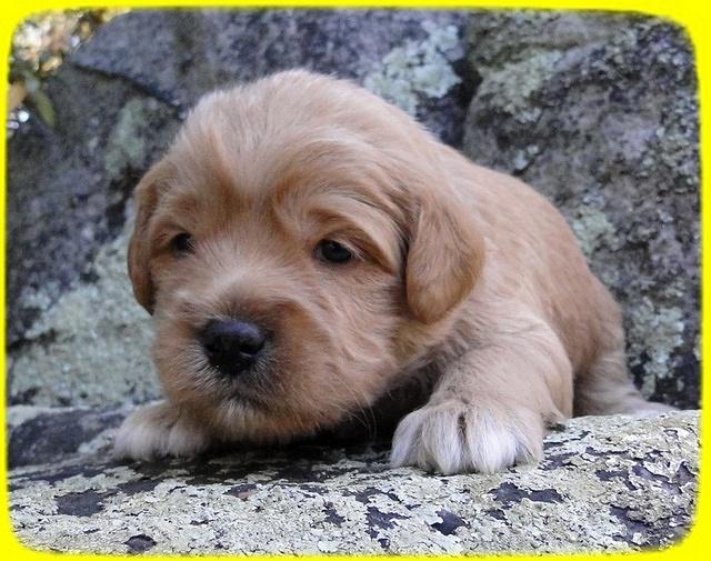 TB pups 3 wks old 21
