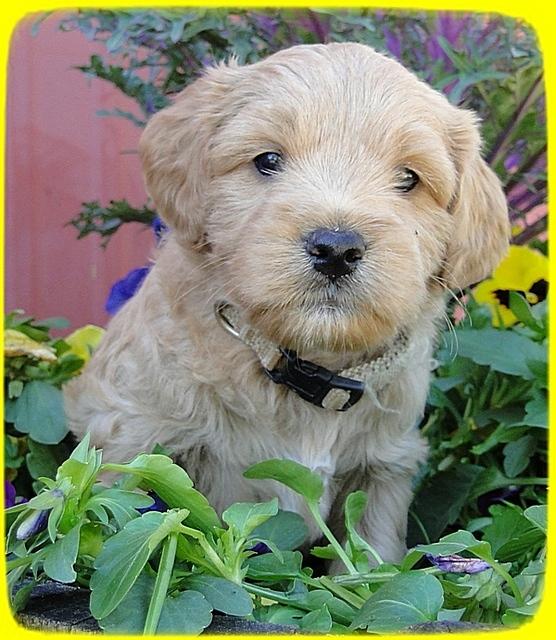 TB pups 5 wks old 37