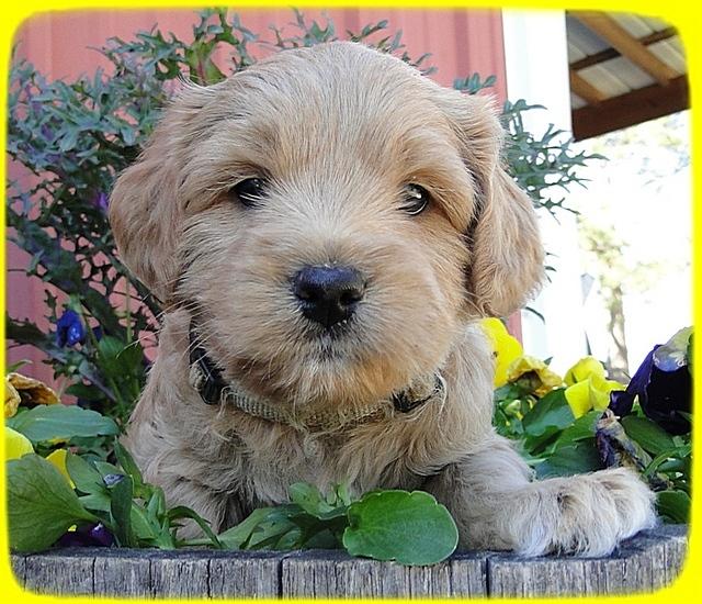 TB pups 5 wks old 38
