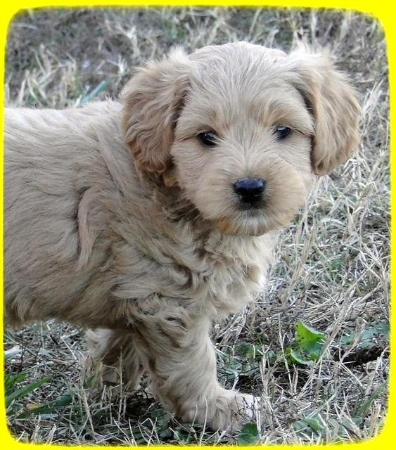 TB pups 6.5 wks old 23