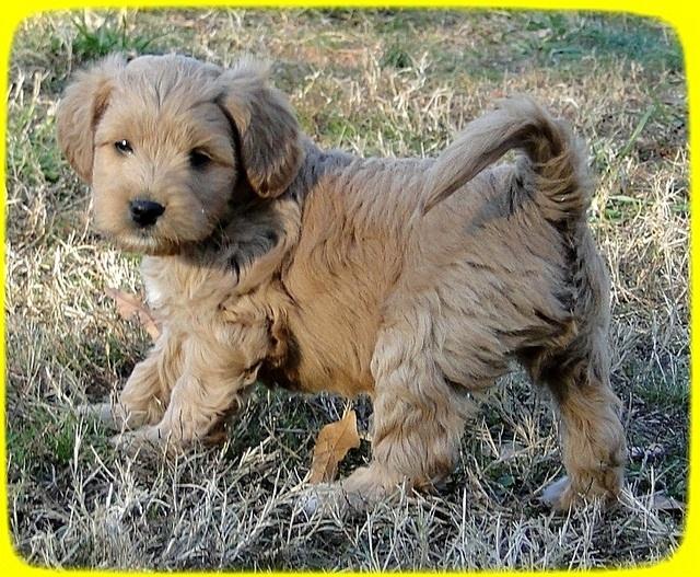 TB pups 6.5 wks old 24