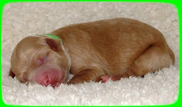 TB pups 1 day old 17