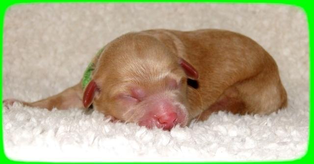 TB pups 1 day old 18