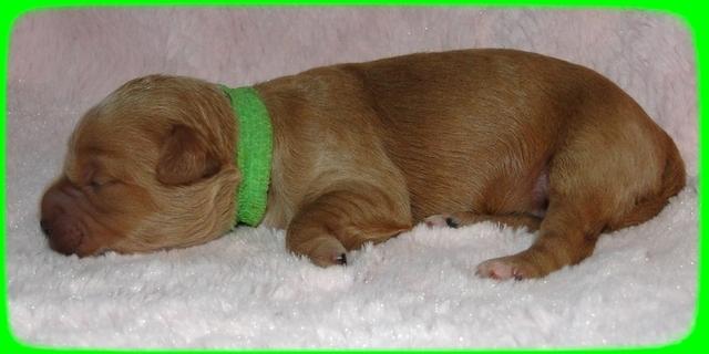 TB pups 1 wk old 11