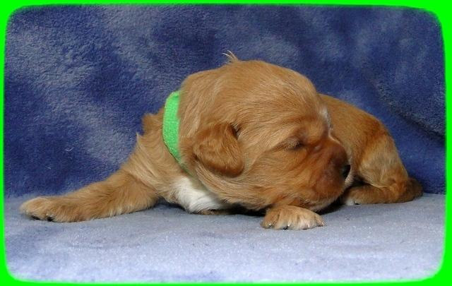 TB pups 2 wks old 17