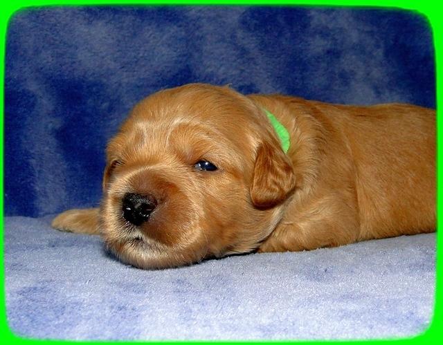 TB pups 2 wks old 18